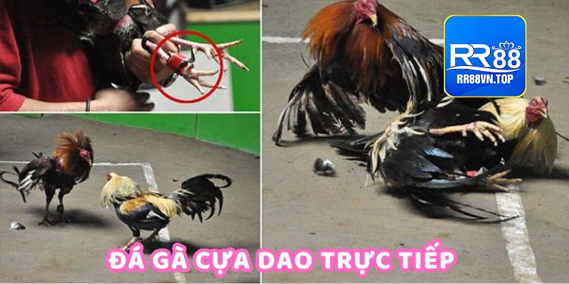 đá gà cựa dao trực tiếp